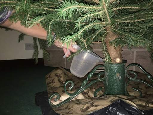 Pouring water into Christmas tree stand